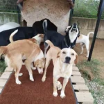 Mattenspende Hunde 3 - Schäfer Matten