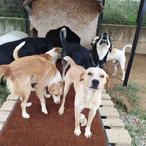 Mattenspende Hunde 3 - Schäfer Matten